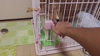 【可愛いシェルティ】子犬のケージの出し方