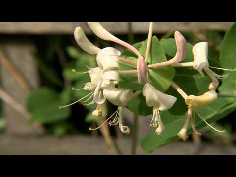 Video: Puutarhan Koristelu: Ampelous -kasveja