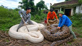 Finding Giant Pythons in an Abandoned Garden | The Rare White Snake Surprised Us | Survival Skills