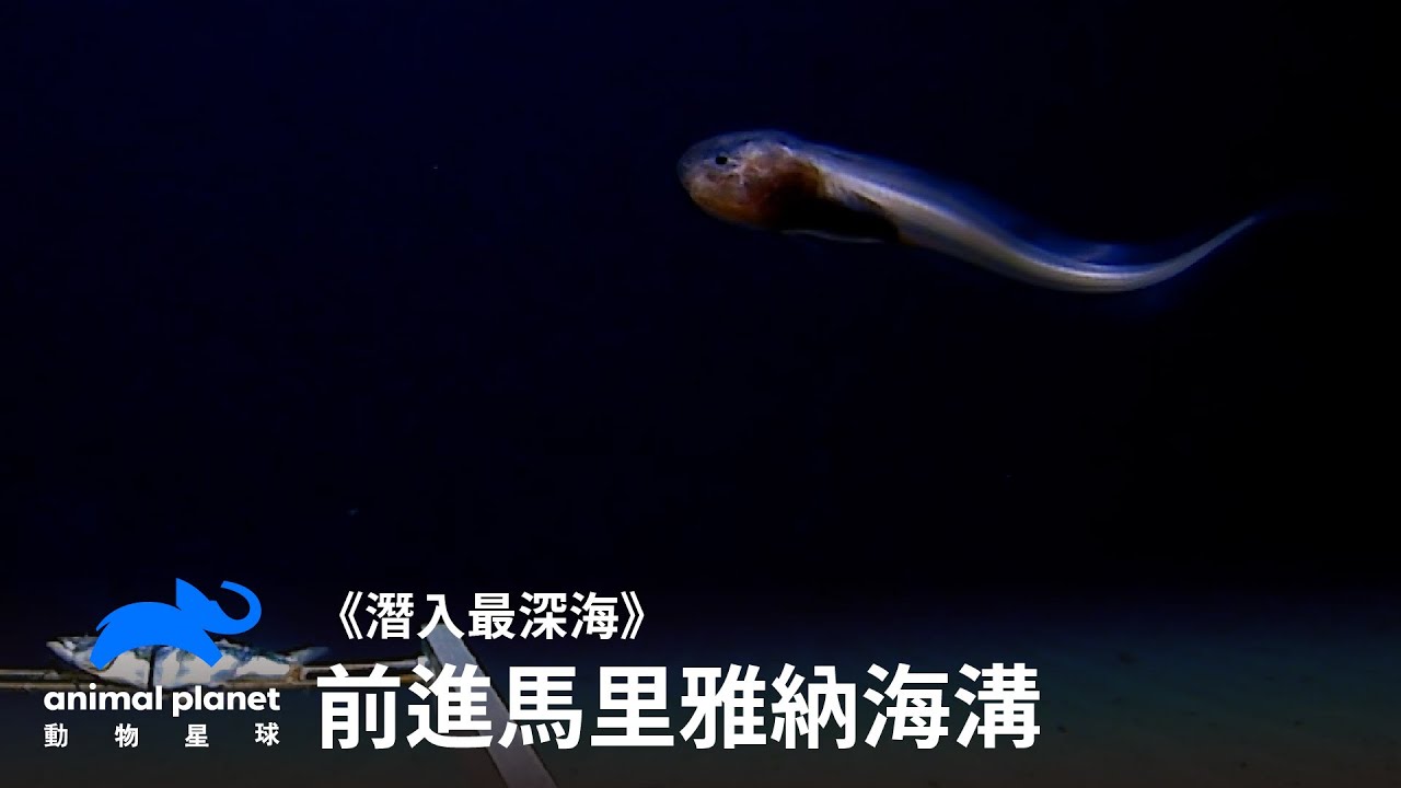是誰住在深海的的大海溝裡～人類垃圾～？！｜潛入最深海｜動物星球頻道