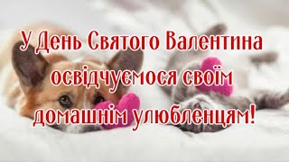 В День Святого Валентина Признаемся Своим Домашним Любимцам!