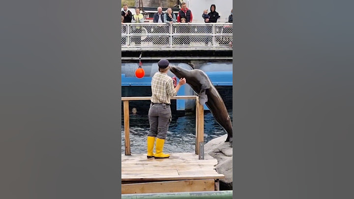 When a SeaLion is being cute and funny #shorts #fyp #funny #comedy #animals #animallovers #travel