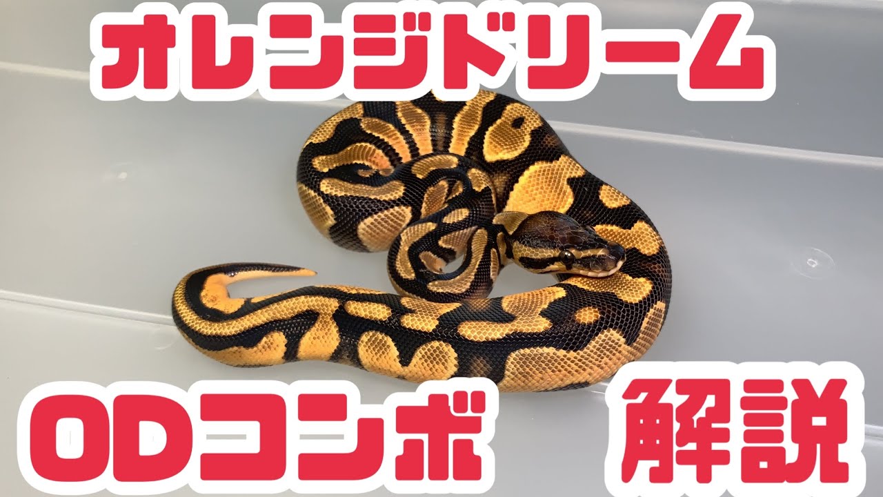 Morph Explanation] Orange Dream and Orange Dream Combo. Ball