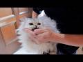 A family of kittens in a panic, wildly excited by an insect that wandered in!