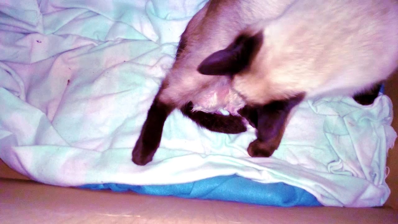 CAT GIVING BIRTH TO 5 KITTENS!!! (CRECIO LA FAMILIA!!!!) 