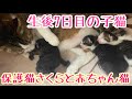 生後7日目の子猫〜保護猫さくらとベビー達〜seven day old kittenすくすく成長中＃子猫＃保#kitten