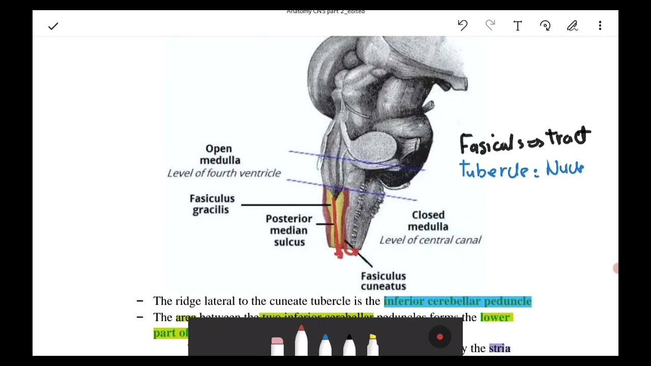 Brainstem