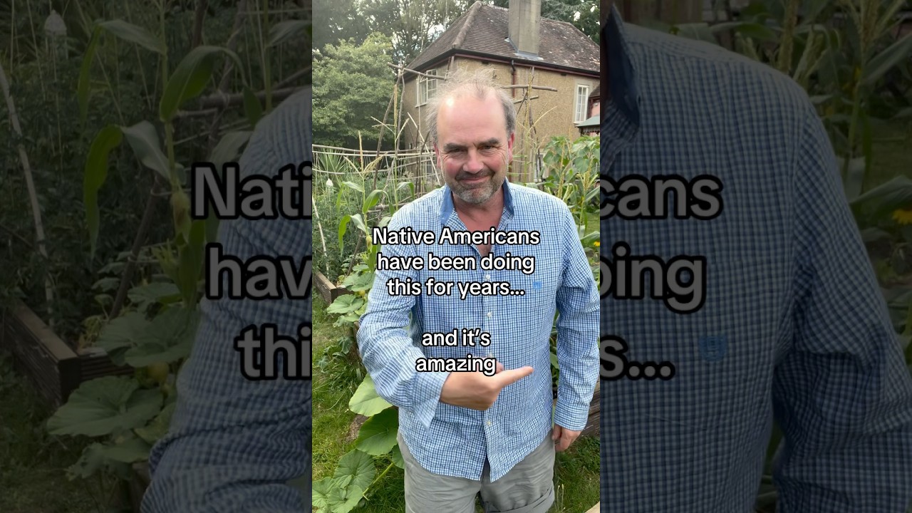 Three Sisters growing system as created by Native Americans. Growing 3 crops in one bed AKA milpa