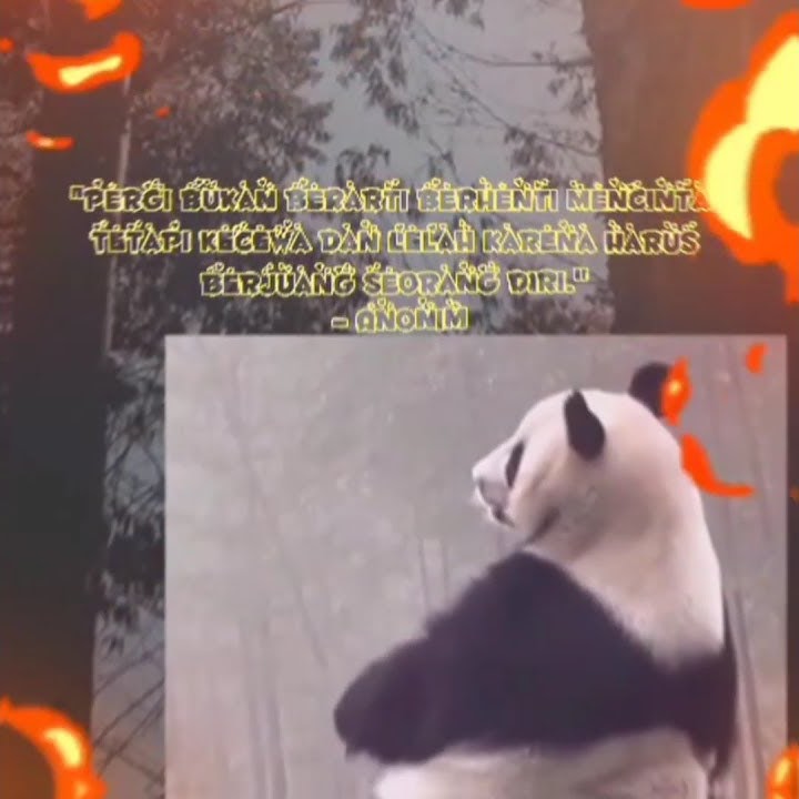 STORY WA |PANDA GALAU| 15 DETIK