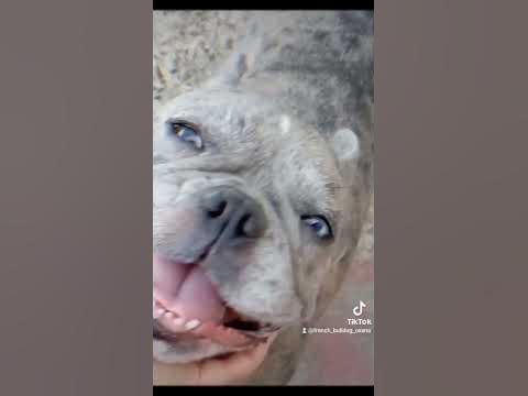 #французский бульдог #голубое Мерле #гооубые глаза - YouTube