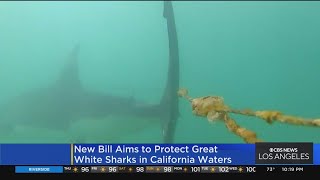 New bill aims to protect Great White sharks off the coast of California