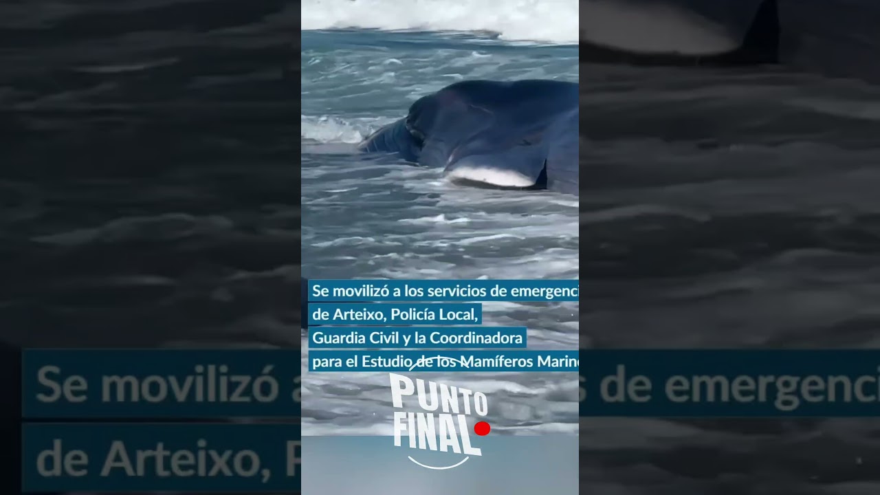 Aparece una ballena varada en la playa #Varamientos #Arteixo #Mar #Ballenas #Cetáceos #Cemma