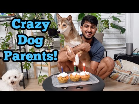 MY SHIBA INU'S 3rd BIRTHDAY! THINGS CRAZY DOG PARENTS DO!
