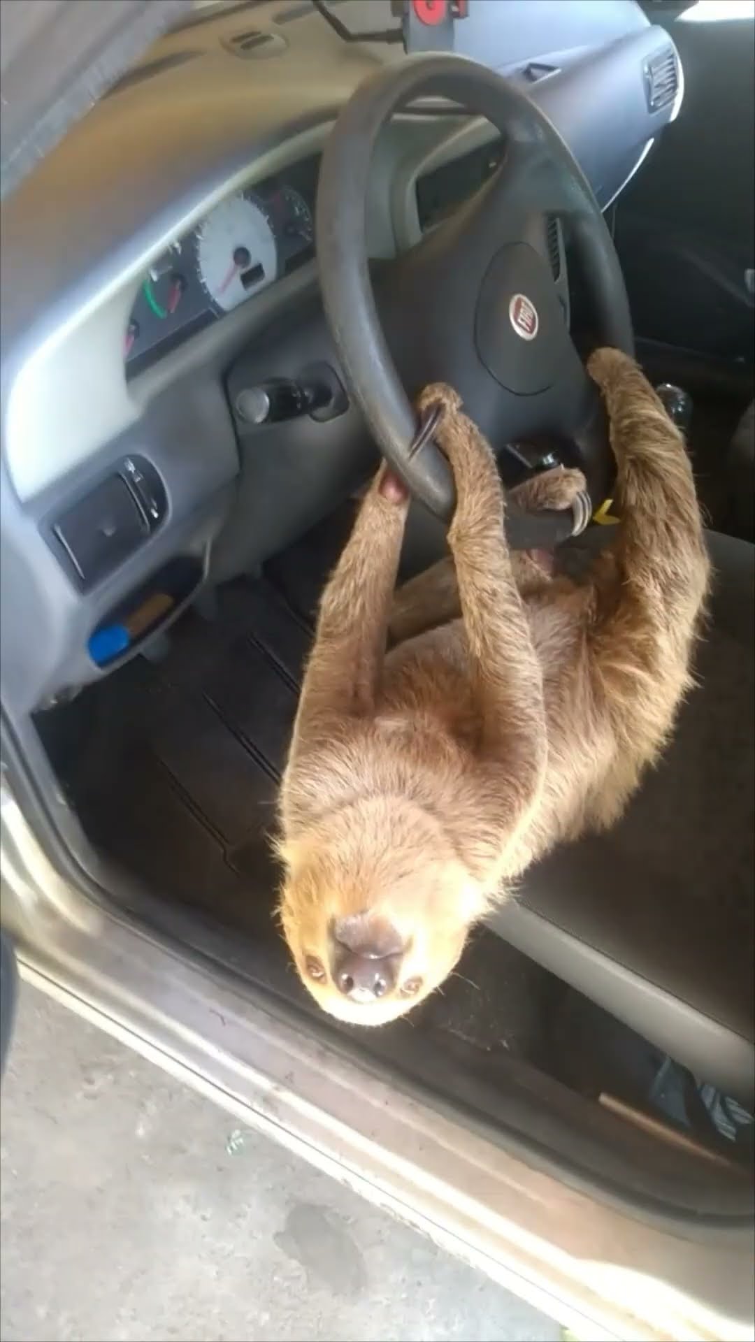 Man Finds Sloth Hanging from Car Steering Wheel