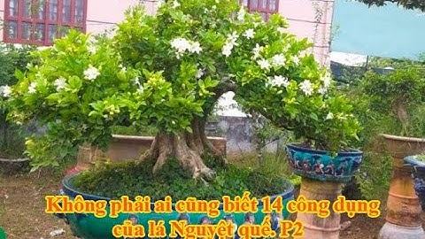 Không phải ai cũng biết 14 công dụng của lá Nguyệt quế.P2