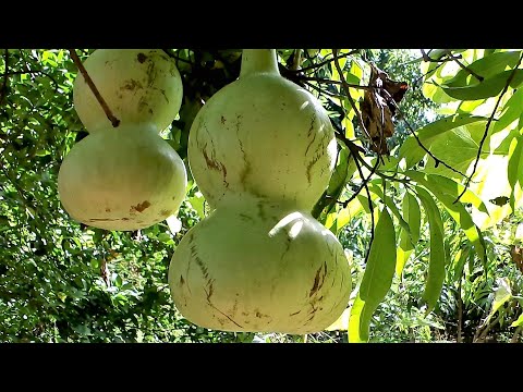 Video: Información de Blue Hokkaido: cultivo de plantas de calabaza azul de Hokkaido en el jardín