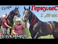 Геркулес 😱 УЛУКМЫРЗАДАН КАПКАРА АТТАР мына 1,80 ушулар