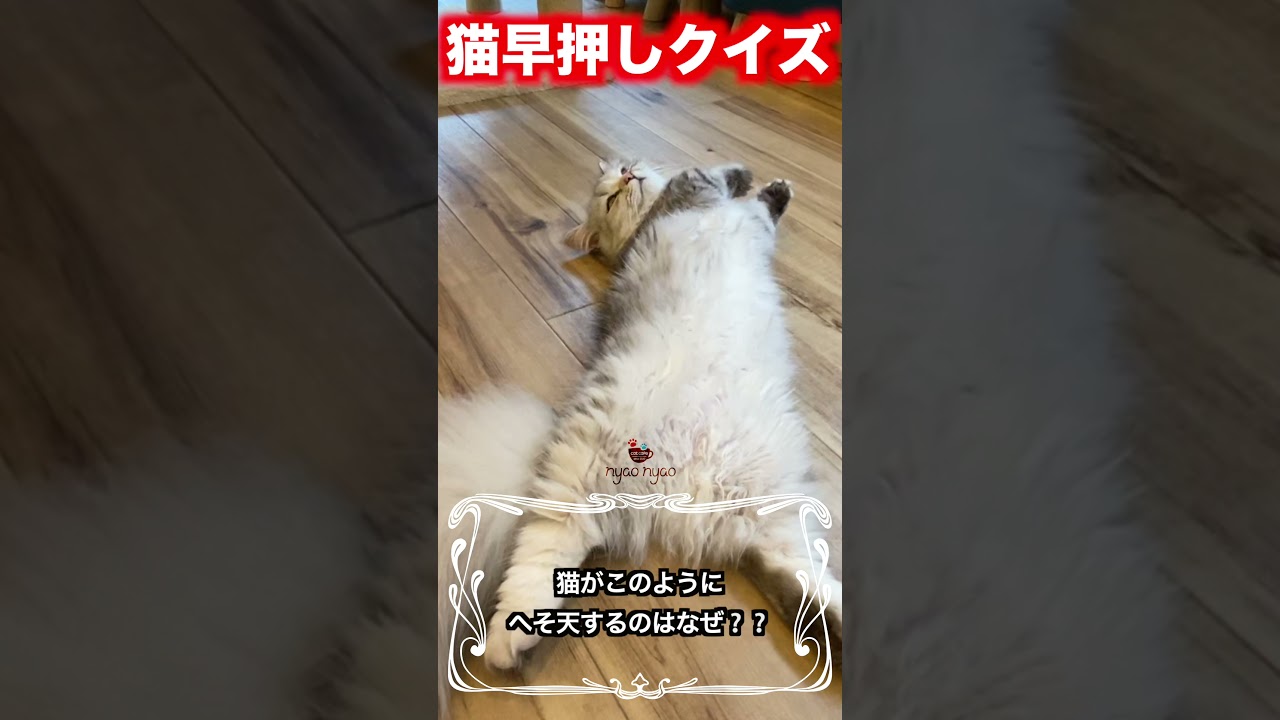 へそ天をする理由 猫クイズ Shorts Youtube へそ天をする理由 猫クイズ Shorts Youtube