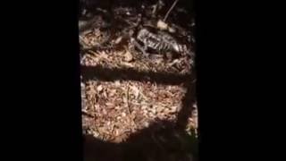 VID 20161126 WA0003 1