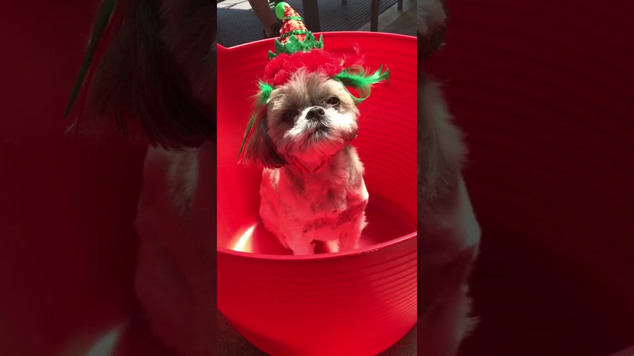 just like home pet resort