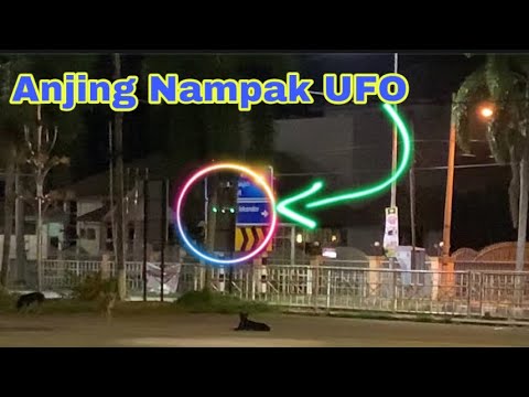 Video: UFO Segi Tiga Membimbangkan Dan Menakutkan Anjing - Pandangan Alternatif