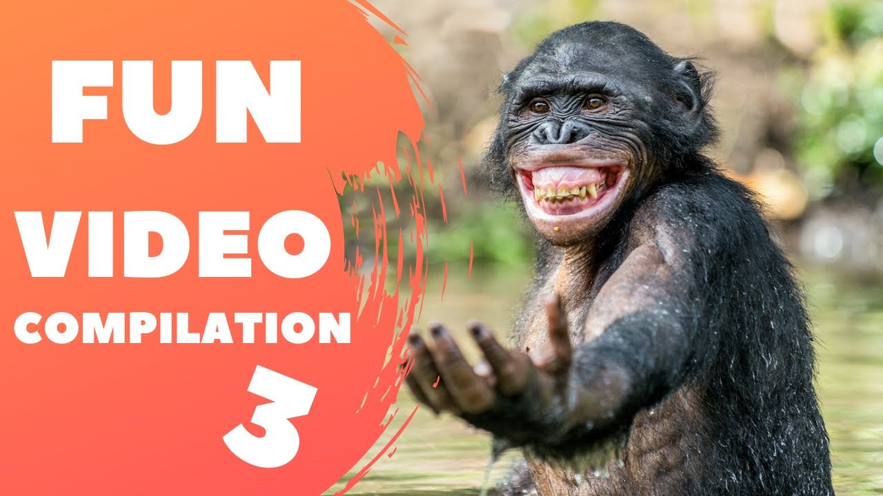 Y Fun 🤣 FUN VIDEO COMPILATION. Funny pets №3 😹 - YouTube