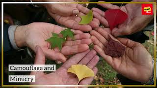 How do plants adapt to extreme environments