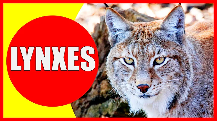 LYNXES FOR KIDS - Lynx Facts for Children, Kindergarten and Preschoolers | Kiddopedia - DayDayNews