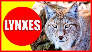 LYNXES FOR KIDS - Lynx Facts for Children, Kindergarten and Preschoolers | Kiddopedia screenshot 3