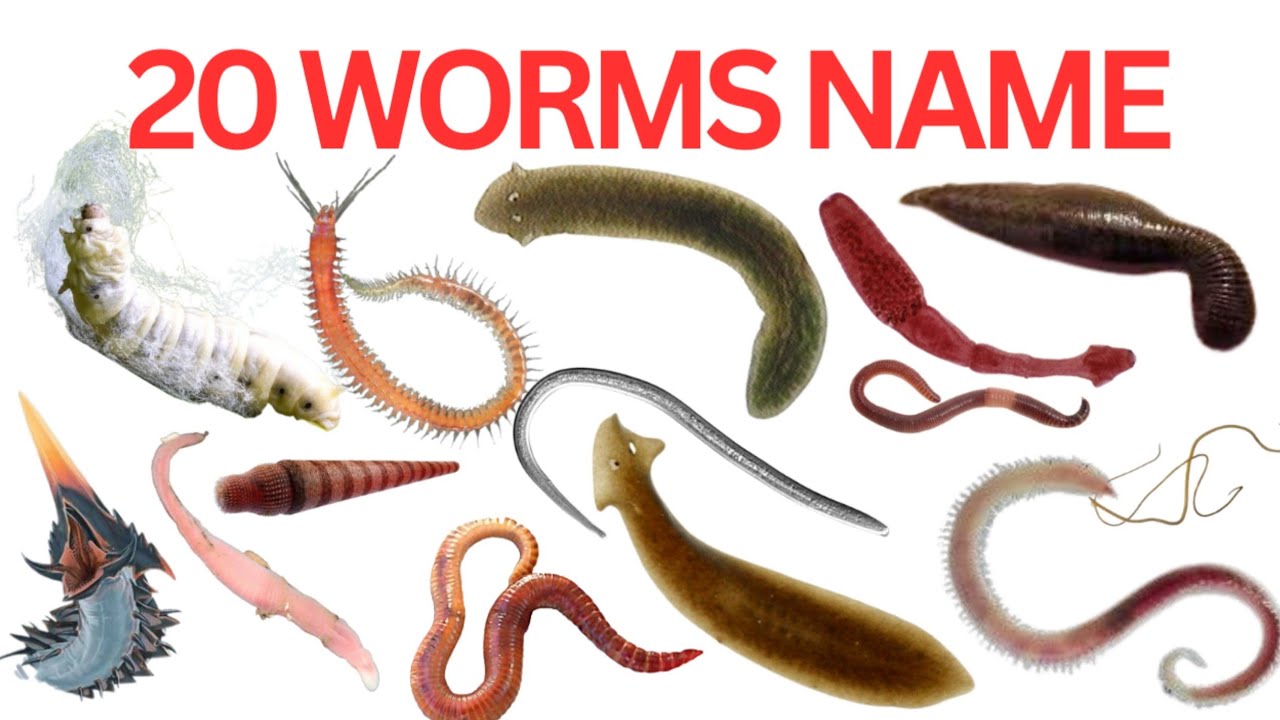 Worm Color Name 20 Worms Name In English And Hindi | Learn Worms Name With Fun | Worms ...