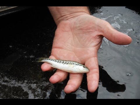 Hatchery-Raised Largemouth Bass Comparison Study