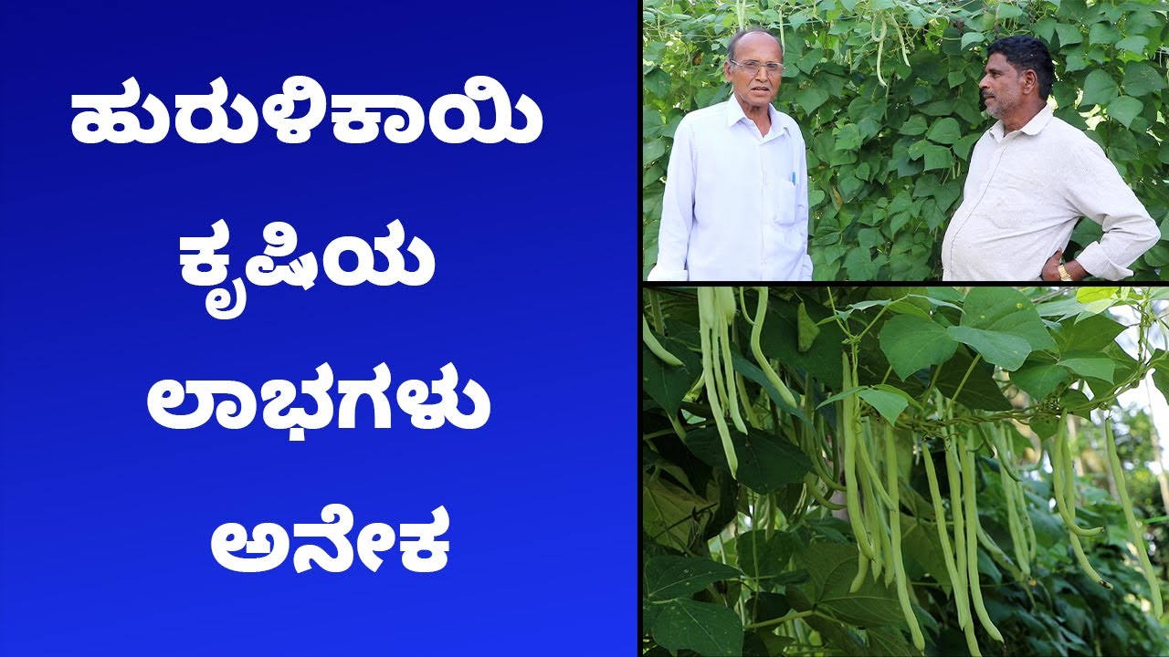 Beans Cultivation Guide ಹುರುಳಿಕಾಯಿ ಬೆಳೆಯುವ ವಿಧಾನ Vijay Karnataka YouTube
