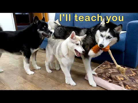 Video: Wie viele Welpen haben Huskies?