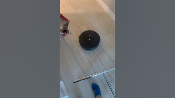 THE ROOMBA CONVICT #roomba #vaccumcleaner #vaccum