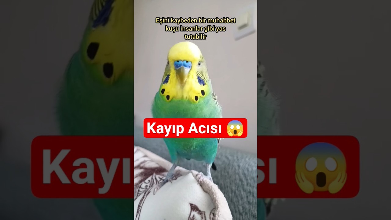 Eşini Kaybeden Muhabbet Kuşu Ne Yapar? 🕊️💔 #muhabbetkuşu #birds #birdsong #parrot #budgies