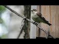 Весеннее пение мухоловки пеструшки (Muscicapa hypoleuca)