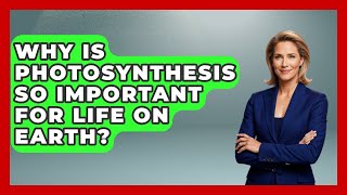 Why Is Photosynthesis So Important For Life On Earth? - The Everyday Why