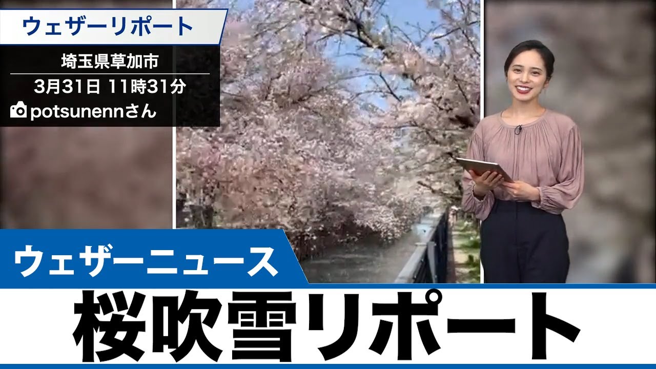 全国から届いた桜吹雪リポート 3 31 Youtube