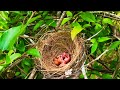 Parent Birds Rescue Babies From Ants Attack! (2) – Ant Attack Baby Bulbul (Bird Watching EP22)