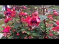 Fuchsia Plant Pruning  and Caring