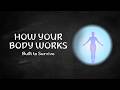 Human Body Explained | How Your Body Really Works Behind the Scenes