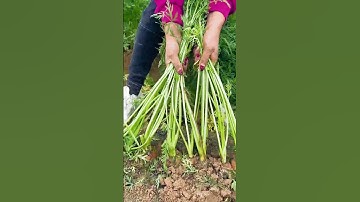 Manual process of pulling carrots #goodtools #short