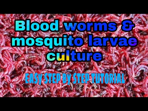 Video: Paano Mapalago Ang Mga Bloodworm