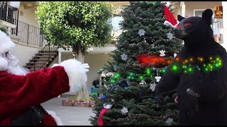 A BEARY MERRY CHRISTMAS!
