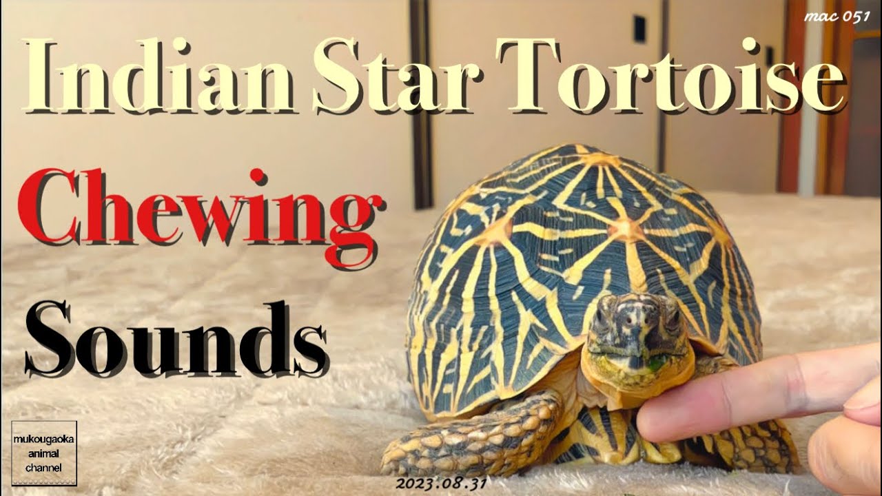 Indian star tortoise making the sound of chewing komatsuna.