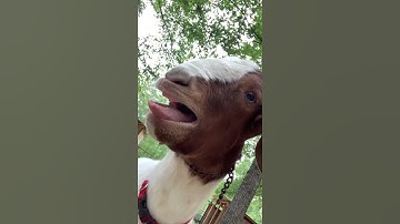 Screaming Goat 2