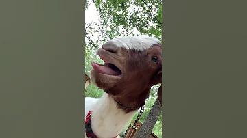 Screaming Goat 2 