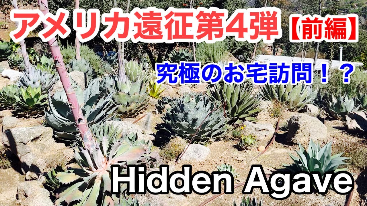 アガベ シャウィ×パラサナ ジェレミー株 連棘 美株　hidden agave アガベ シャウィ×パラサナ ジェレミー株 連棘 美株 hidden agave