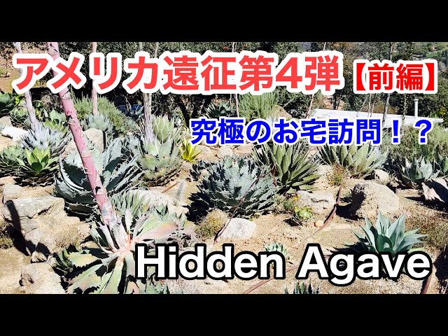 アメリカ遠征】第4弾(前編)アガベ界で有名なHidden Agaveに行っ