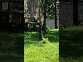 HARIMAU DAN ZEYN #harimausumatra #harimau #ragunan #jakarta #ragunanzoo #zeyndaffano #subscribe
